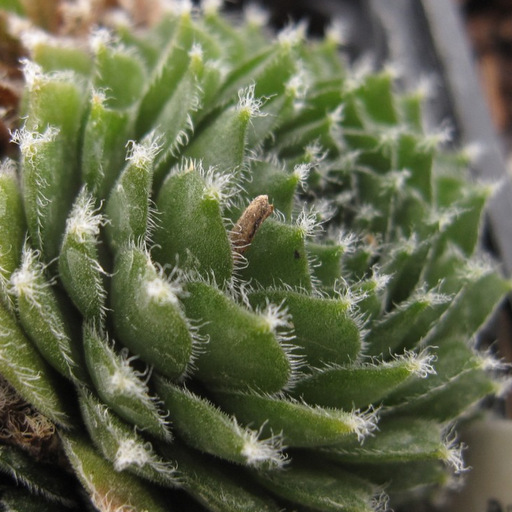 Sempervivum 'Red Grey HYB'